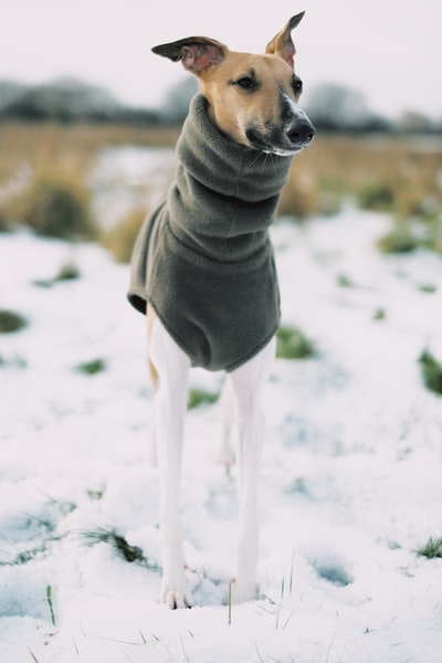 灰白相间的狗，白天在雪地上裹着灰色的纺织品